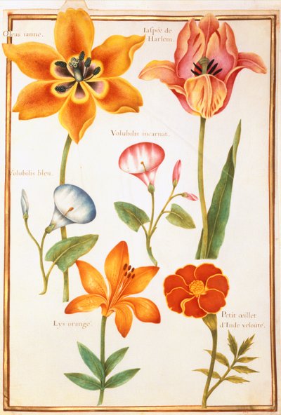 Two Tulips, Convolvulus, Lilium Bulbiferum and French Marigold by Nicolas Robert